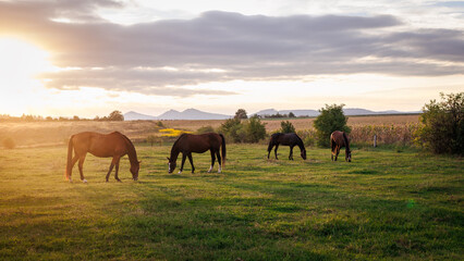 Herd of horses grazing grass on pasture during summer sunset. Rural scenery and tranquility landscape © encierro