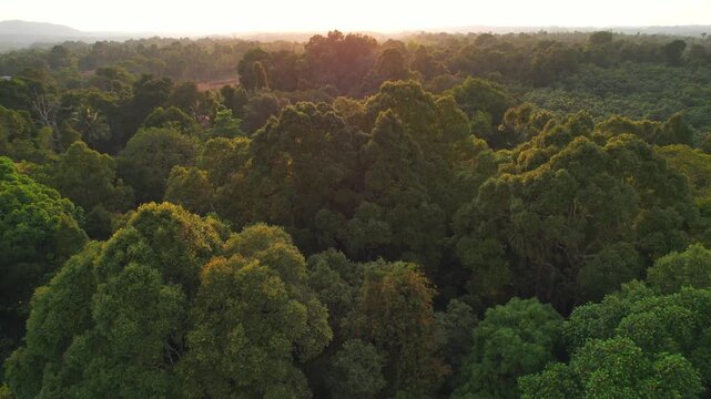 Forest, Western Ghat, Nature Background