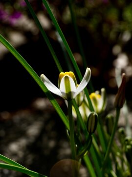 Albuca humilis, a slime lily, flowering in the Czech Republic