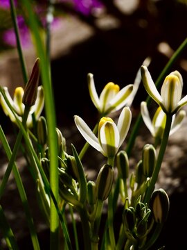 Albuca humilis, a slime lily, flowering in the Czech Republic