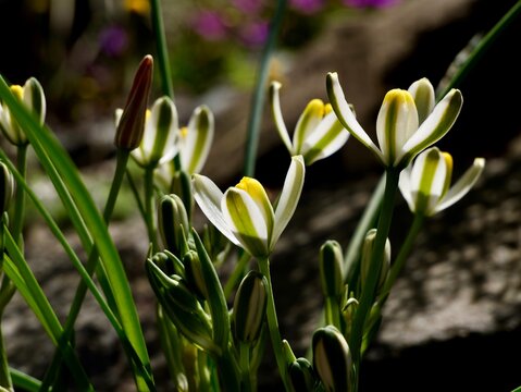 Albuca humilis, a slime lily, flowering in the Czech Republic