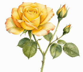 Obraz premium Warm friendship Yellow Rose isolated watercolor vector illustration svg