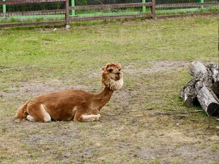 Llama (Lama glama) grazing at Zoo Lubin (Ogród Zoologiczny w Lubinie), Poland © Yaroslav Ivanovych