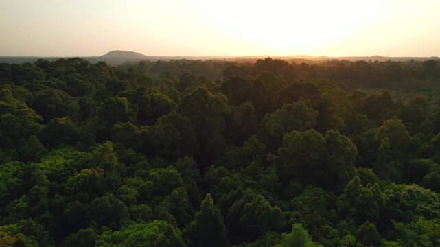 Forest, Western Ghat, Nature Background