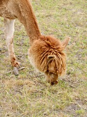 Llama (Lama glama) grazing at Zoo Lubin (Ogród Zoologiczny w Lubinie), Poland © Yaroslav Ivanovych