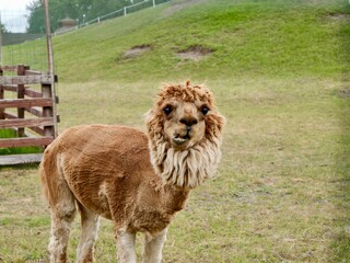 Llama (Lama glama) grazing at Zoo Lubin (Ogród Zoologiczny w Lubinie), Poland © Yaroslav Ivanovych