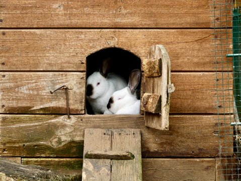 Domestic rabbits (Oryctolagus cuniculus) in a wooden rabbit hutch on a farm