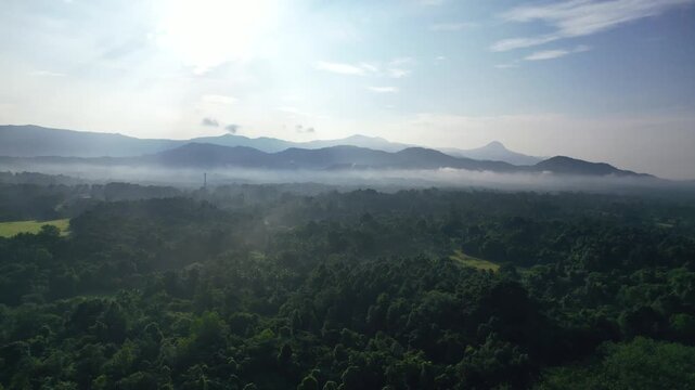 Forest, Western Ghat, Nature Background