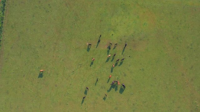 Rice field, Western Ghat, Village, cow eating grass, nature background