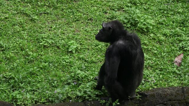 a female chimpanzee is just sitting, seen from her upper left side, her whole body is in the frame
