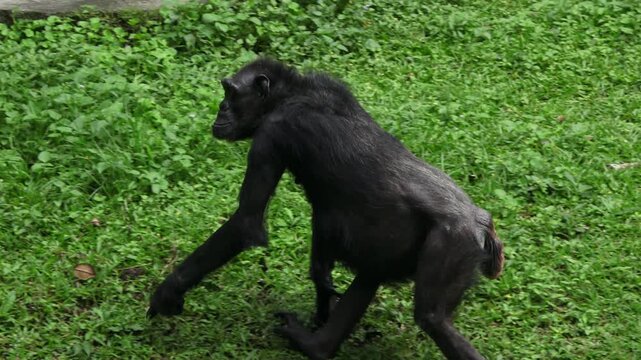 a female chimpanzee is just sitting, seen from her upper left side, her whole body is in the frame, then she stands up and walks

