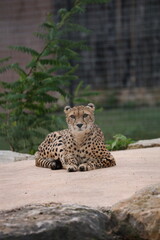 cheetah on the grass © Thomas Pfauth