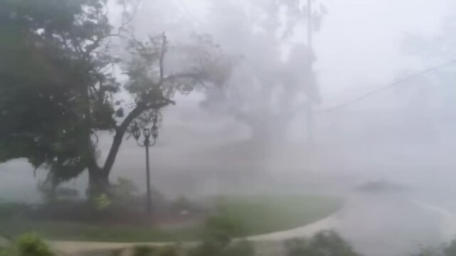 A brutal storm with hurricane-force winds and torrential rain violently lashes the trees in a neighborhood.