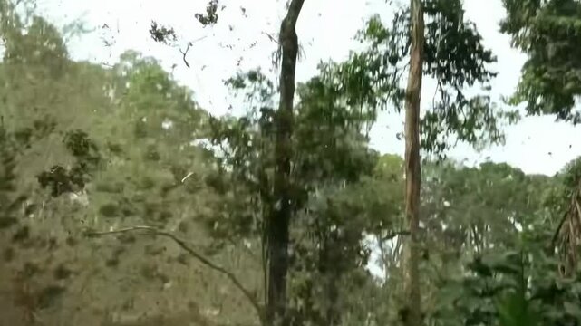 Close-up of the felling of a tree, deforestation of the Amazon.