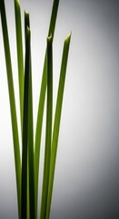 Obraz premium Delicate, vibrant green stalks stand tall, emphasizing their slenderness and conveying a sense of profound, natural freshness, slender, fresh, minimalist