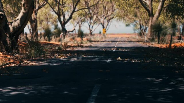 The scene shows a long empty road surrounded by trees. The ground is covered with leaves. The sunlight shines through the branches. It looks like a rural area with no cars.