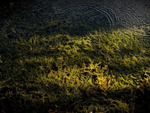Fresh Green Hydrilla Water Plants Growing Under Clear Rippled Water Surface