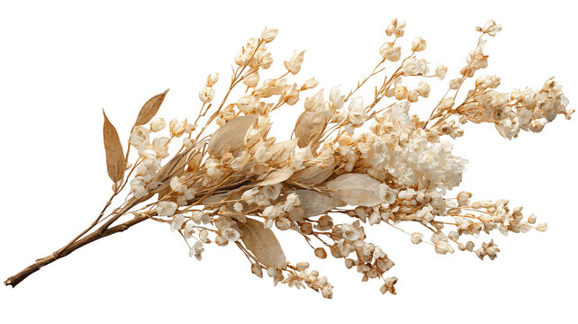 Dried floral sprig arrangement, earth tones, minimalist bohemian style, isolated on transparent background