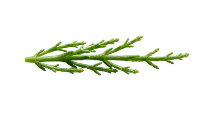 Fototapeta premium Fresh Samphire Isolated on White Background Transparent PNG Coastal Edible Green Herb
