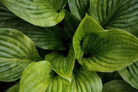 Top-down close-up view of a dense cluster of green hosta leaves. Broad, heart-shaped leaves overlap each other, showing pronounced parallel veins and subtle