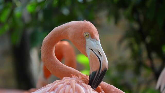 Close up of vibrant pink flamingo bird with curved neck and detailed feathers