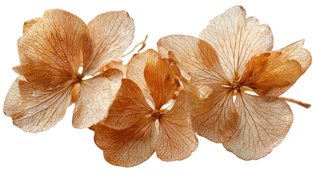Dried hydrangea petals in muted vintage tones, delicate texture, isolated on transparent background