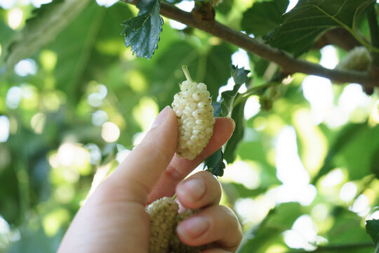 white mulberry, harvest