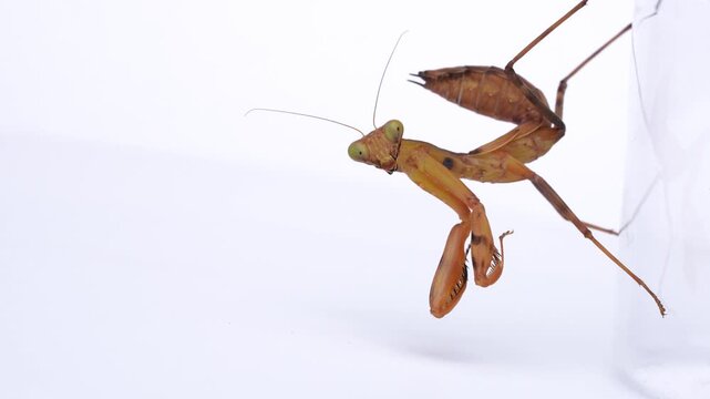 周辺の様子を確認しているハラビロカマキリ(茶色の個体)の子供の動画