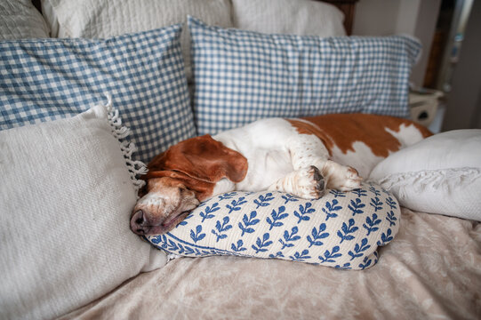 Adorable basset hound dog sleeping on comfy pillows in bedroom at home