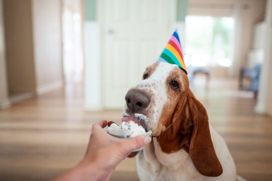 Basset hound enjoying birthday treat while wearing colorful party hat