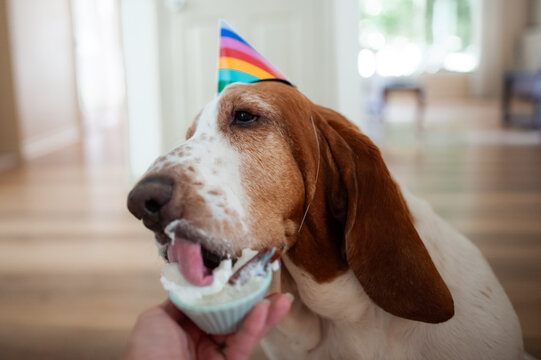 Basset hound dog wearing a party hat eats whip cream