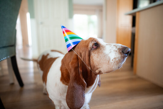 Cute basset hound dog wearing a rainbow party hat in kitchen at home