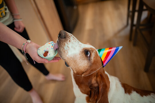 Basset hound dog wearing party hat licks whip cream treat from owner