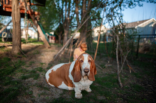 Basset hound stands guard while child builds backyard stick fort