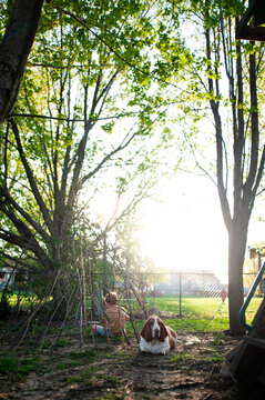 Basset hound dog relaxes near childs stick fort in backyard
