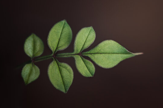 Green leaf in moody dark background
