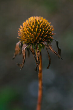 Flower, growth, details, nature, macro, plants, fall