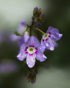 Water droplets, flower, purple flowers, macro, nature, botanical
