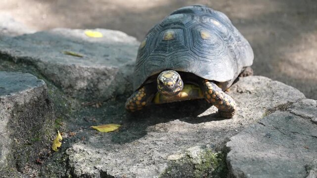 Close up of land turtle crawling on uneven stone surface outdoors