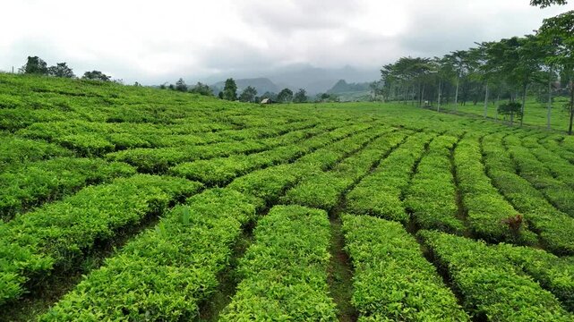 Aerial view of lush green tea plantation rows under a cloudy sky in the highlands of West Java, Indonesia.