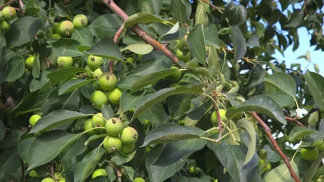 Close-up of unripe Sievers apple (Malus sieversii) on a branch swaying in the wind, wild apple tree, summer nature background
