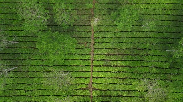 Aerial view of a lush green tea plantation with neat rows of tea bushes and scattered trees in West Java, Indonesia.