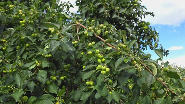 Unripe green apples on Sievers apple tree (Malus sieversii) swaying in wind, beautiful fresh fruit on branch, summer nature background
