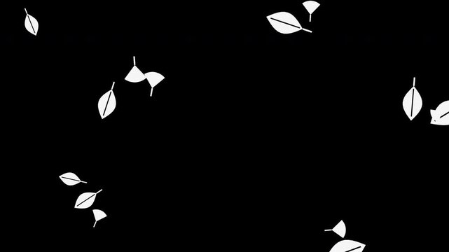 White autumn leaves falling and spinning, transparent background seamless loop animation
