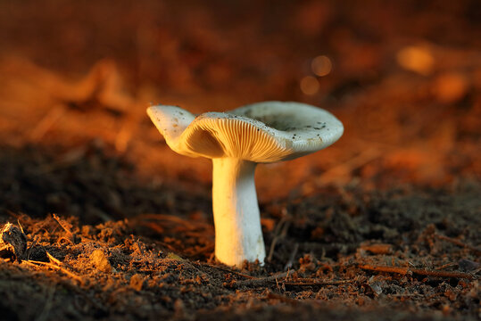 A russula mushroom in the forest