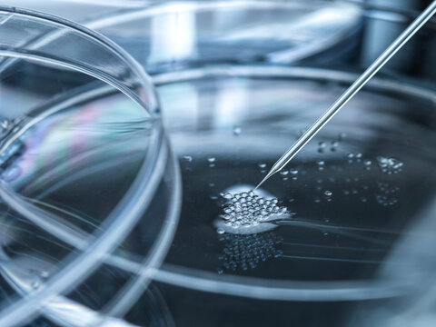 Petri dish with embryonic stem cells used in cloning and genetic modification