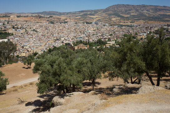 Panoramic view of Fes Medina from a hillside dotted with olive trees, showing dense historic buildings, dry terrain, and surrounding mountains under a clear summer sky