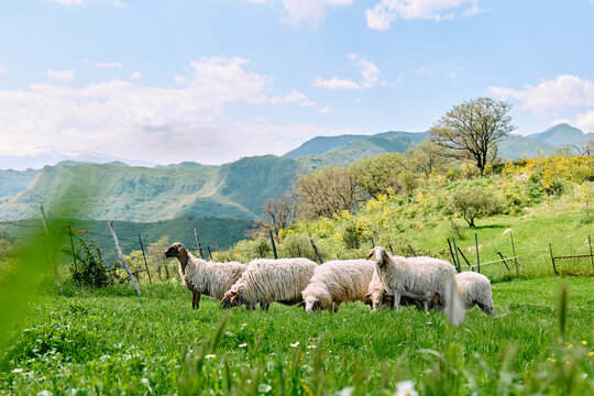 Flock of sheep grazing in a green mountain meadow