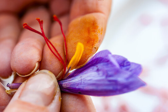 Hand picking saffron thread from crocus flower in Mund Switzerland