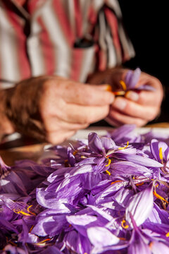 Hands sorting purple saffron crocus flowers for spice production